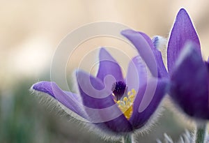 Pulsatilla flowers photo