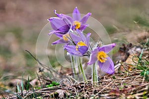 Pulsatilla flowers at Tribec mountains