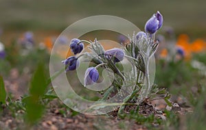 Pulsatilla grandis