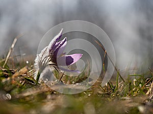 Pulsatilla grandis blooming in the early spring