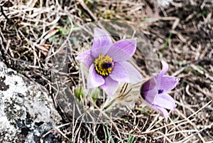 Pulsatilla grandis flowers