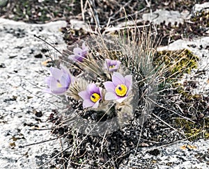 Pulsatilla grandis flowers in spring Palava mountains in Czech republic
