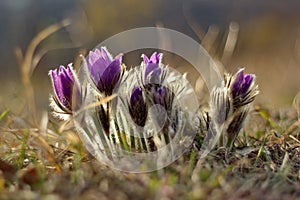 Pulsatilla grandis in the light of sunset, pasque flowers on the meadow