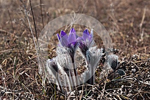 Pulsatilla halleri or pulsatilla taurica flowers in Crimea