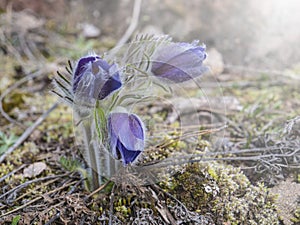 Pulsatilla montana or mountain cat blue purple spring flower