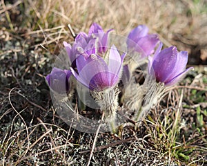 Pulsatilla is the most beautiful spring flower. Pulsatilla blooms in early spring in the forest on a sunny day