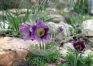 Pulsatilla is the most beautiful spring flower. Pulsatilla blooms in early spring in the forest on a sunny day