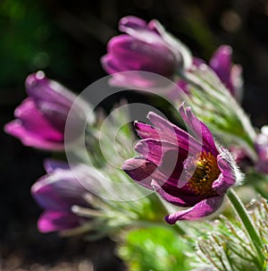 Pulsatilla, one flower close-up with several flowers in the background