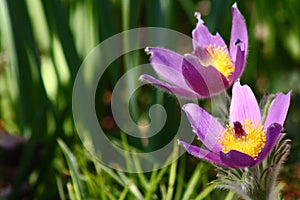 Pulsatilla pasque flower photo