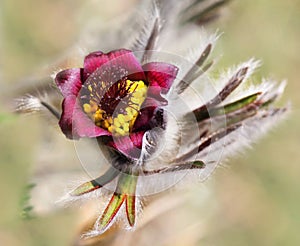 Pulsatilla, Pasque Flower