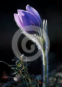 Pulsatilla patens blooming with blue beautiful flower