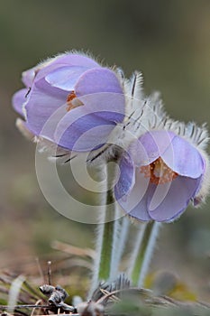 Pulsatilla patens blooming in southern finlands forests