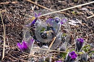 Pulsatilla patens blooms in the meadow. Close-up of flowering dream grass