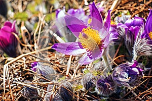 Pulsatilla patens blooms in the meadow. Close-up of flowering dream grass