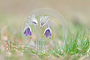 Pulsatilla patens common names include Eastern pasqueflower, prairie crocus, and cutleaf anemone in spring forest