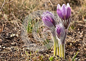 Pulsatilla patens - First spring flowers