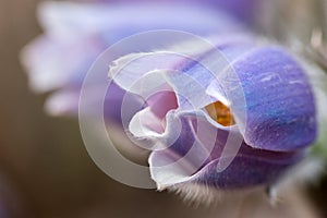 `Pulsatilla patens ` - Prairie Crocus. Violet flowers close up. Pasqueflowers.