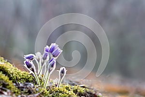 `Pulsatilla patens ` - Prairie Crocus. Violet flowers close up. Pasqueflowers.