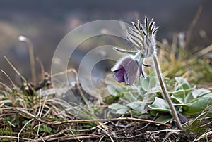 Pulsatilla pratensis