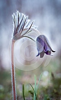 Pulsatilla pratensis nigricans