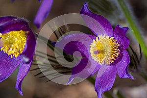 Pulsatilla pratensis (small pasque flower) is a species of the g
