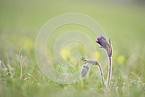 Pulsatilla pratensis ssp, nigricans - Small pasque flower, rare endangered species photo