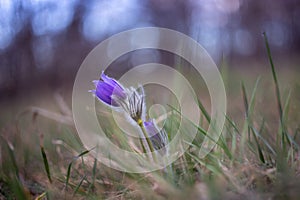 Pulsatilla - purple flowers of a cornflower growing in a meadow and illuminated by the setting sun