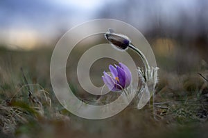 Pulsatilla - purple flowers of a cornflower growing in a meadow and illuminated by the setting sun