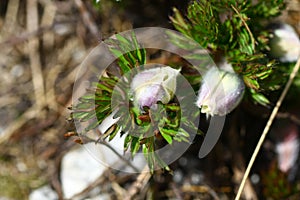 Pulsatilla scherfelii v květu