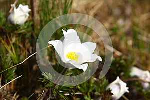 Pulsatilla scherfelii in bloom