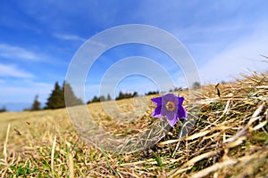 Pulsatilla slavica