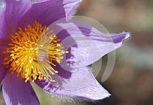 Pulsatilla