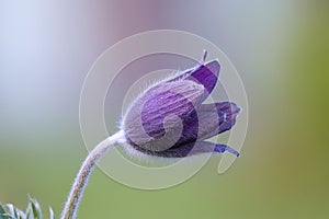 Pulsatilla sp focus stack