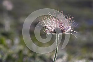 Pulsatilla taurica, Ranunculaceae, spring solitary wild meadow mountain flower in may at the lower plateau Chatyr-Dag