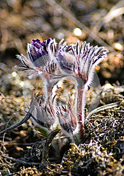 Pulsatilla vernalis. Close-up image photo