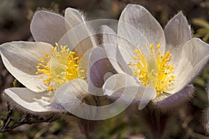 Pulsatilla Vernalis - Spring Pasqueflower photo