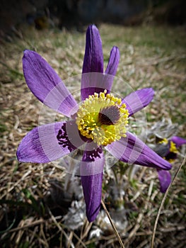 Pulsatilla vernalis (spring pasqueflower, arctic violet, lady of the snows)