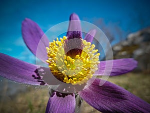 Pulsatilla vernalis (spring pasqueflower, arctic violet, lady of the snows)