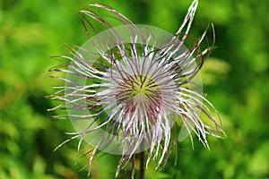 Pulsatilla vulgaris close up flower