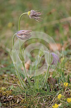 Pulsatilla vulgaris (common pasque flower or Danes blood) photo