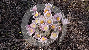 Pulsatilla vulgaris, pasca flower, grows in early spring in a field