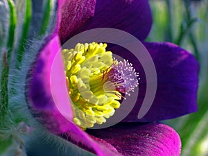 Pulsatilla vulgaris / Pasque Flower