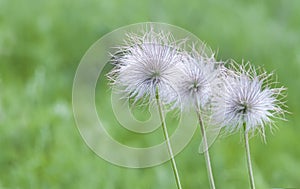 Pulsatilla vulgaris or Pasque flower or Danes blood violet flowers seed heads on green background