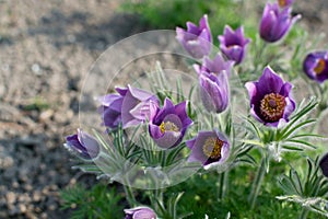 Pulsatilla vulgaris, pasque flower, pasqueflower or European pasqueflower