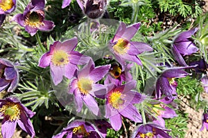Pulsatilla vulgaris or Pasqueflower blooming in garden