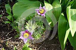 Pulsatilla vulgaris, the pasqueflower, is a species of flowering plant belonging to the buttercup family Ranunculaceae. Berlin