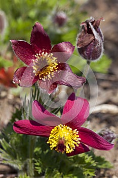 Pulsatilla vulgaris `Pinwheel Dark Red Shades` photo