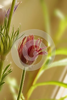 Pulsatilla vulgaris red color - perennial