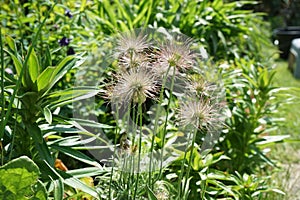 Pulsatilla vulgaris seeds in the garden at the end of May. Berlin, Germany