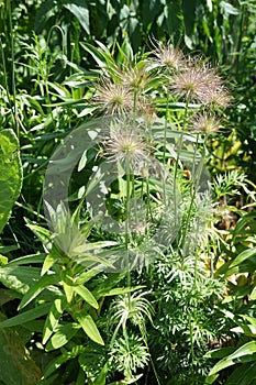 Pulsatilla vulgaris seeds in the garden at the end of May. Berlin, Germany